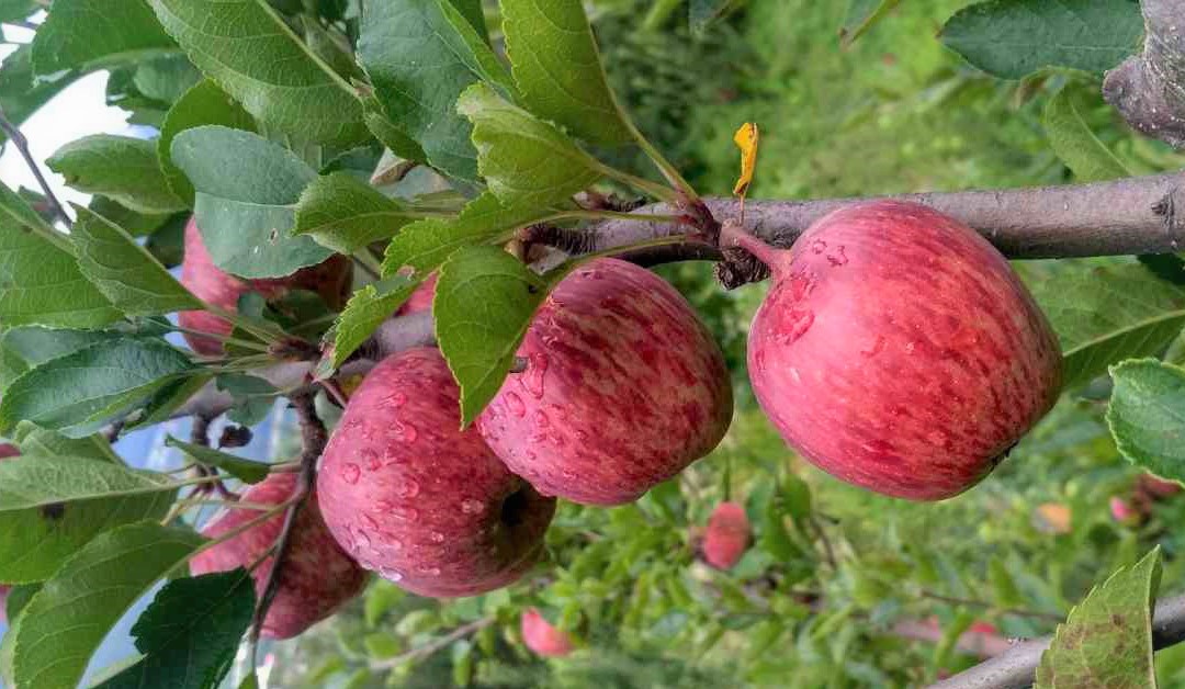 Kullu And Manali Tour Package